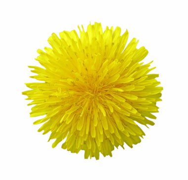 Sarı karahindiba çiçeği beyaz bir arkaplanda izole edilmiş.