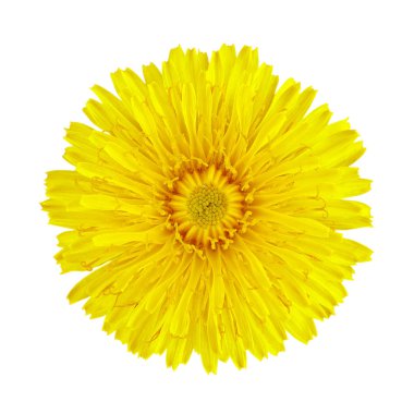 Sarı karahindiba çiçeği beyaz bir arkaplanda izole edilmiş.