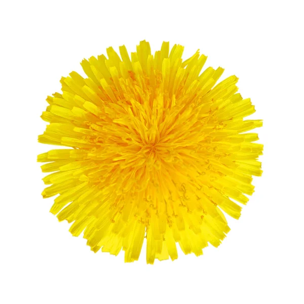 Flor amarilla de diente de león aislada sobre un fondo blanco — Foto de Stock