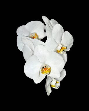 siyah bir arka plan üzerinde izole güzel beyaz orkide