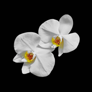 Siyah bir arka plan üzerinde izole güzel beyaz orkide
