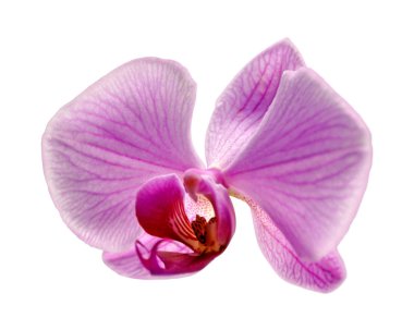 Beyaz arka planda izole edilmiş güzel pembe orkide.