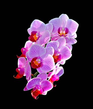Siyah arka planda izole edilmiş güzel pembe orkide.