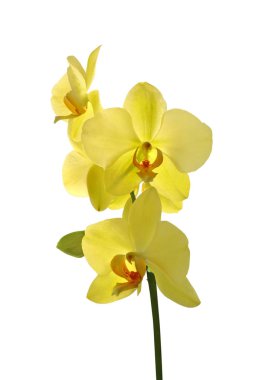 Beyaz arka planda izole edilmiş güzel sarı orkide.