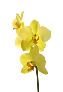 Beyaz arka planda izole edilmiş güzel sarı orkide.