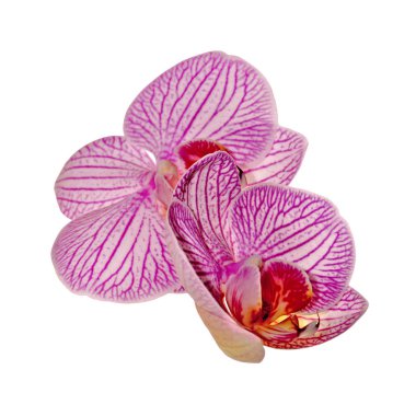 Beyaz arka planda izole edilmiş güzel pembe orkide.