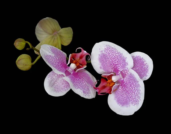 Bella orchidea rosa isolata su uno sfondo nero — Foto Stock