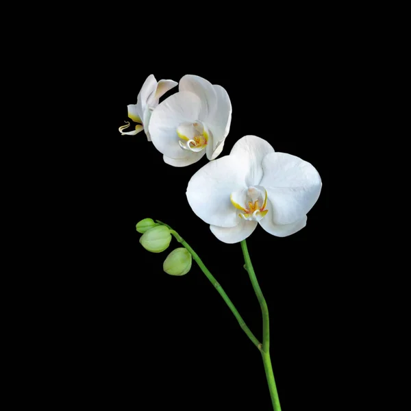 Siyah bir arka plan üzerinde izole güzel beyaz orkide