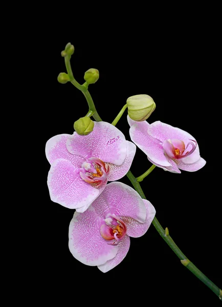 Siyah arka planda izole edilmiş güzel pembe orkide. — Stok fotoğraf