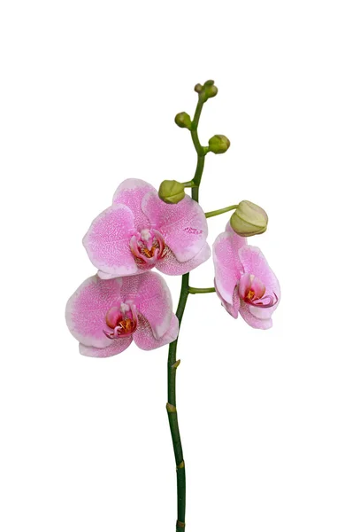 Mooie roze orchidee geïsoleerd op een witte achtergrond — Stockfoto