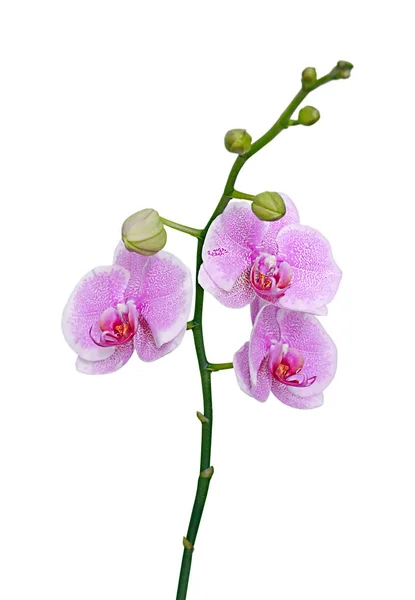 Beyaz arka planda izole edilmiş güzel pembe orkide. — Stok fotoğraf