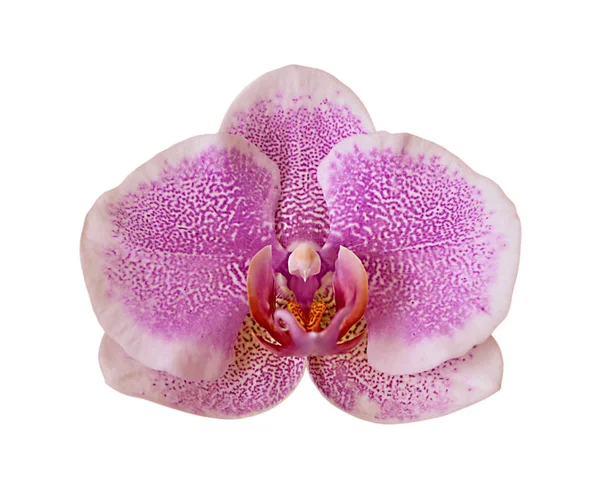 Schöne rosa Orchidee isoliert auf weißem Hintergrund — Stockfoto