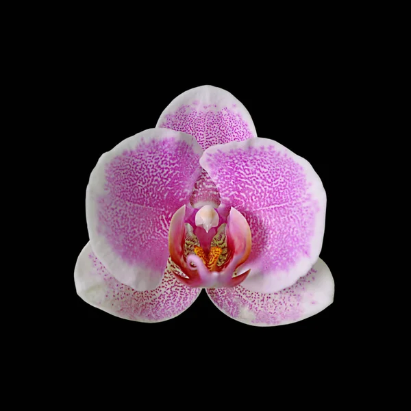 Schöne rosa Orchidee isoliert auf schwarzem Hintergrund — Stockfoto