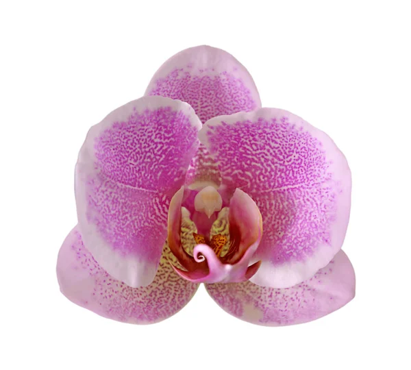 Schöne rosa Orchidee isoliert auf weißem Hintergrund — Stockfoto