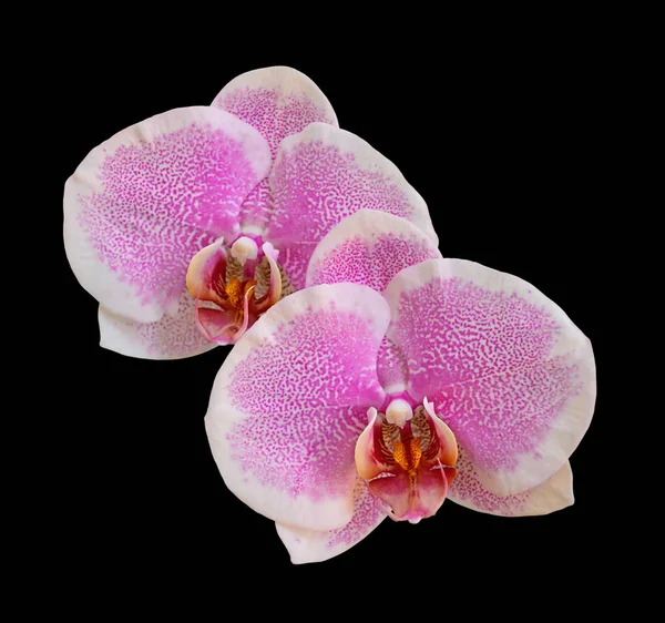 Hermosa orquídea rosa aislada sobre un fondo negro — Foto de Stock