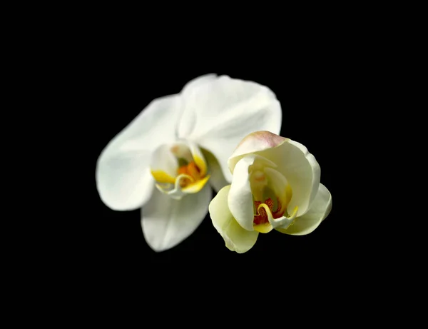 Beautiful white orchids isolated on a black background — Stock Photo, Image