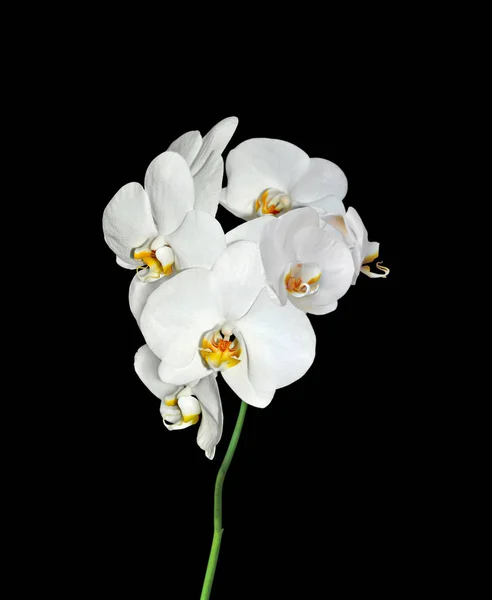 Hermosas orquídeas blancas aisladas sobre un fondo negro — Foto de Stock