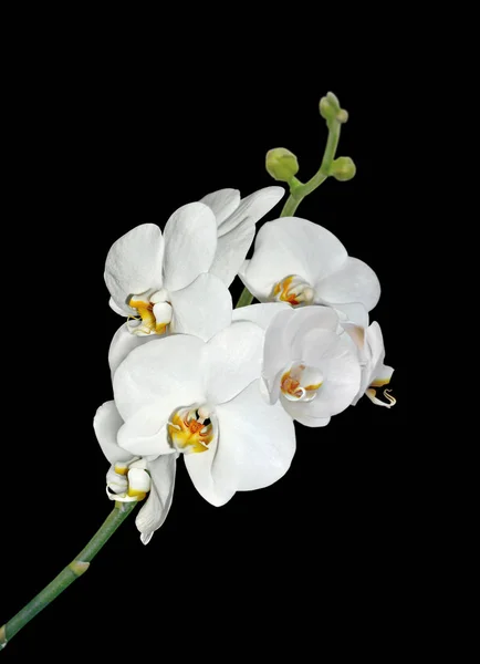 Красивые белые орхидеи изолированы на черном фоне — стоковое фото