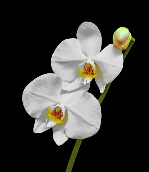 Beautiful white orchid isolated on a black background — Stock Photo, Image