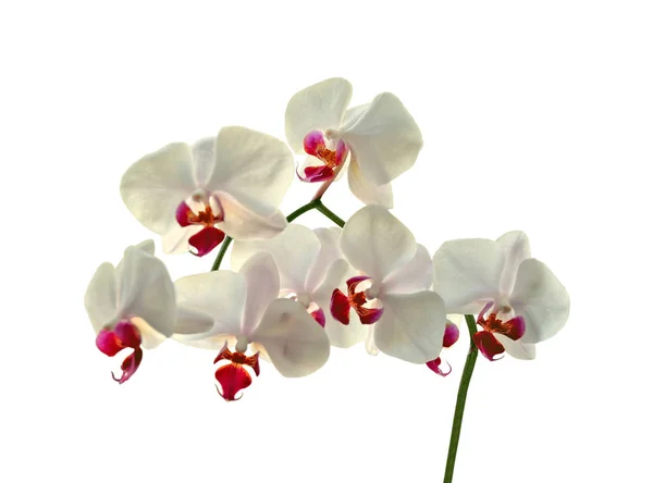 Schöne weiße Orchidee isoliert auf weißem Hintergrund — Stockfoto