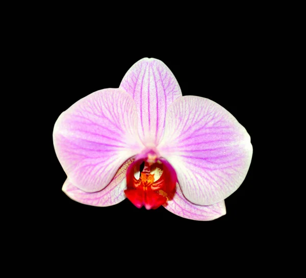 Schöne rosa Orchidee isoliert auf schwarzem Hintergrund — Stockfoto