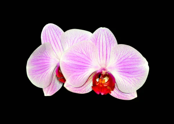 Beautiful pink orchid isolated on a black background — Stock Photo, Image