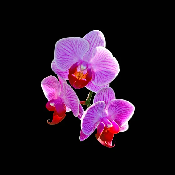 Piękna fioletowa orchidea odizolowana na czarnym tle — Zdjęcie stockowe