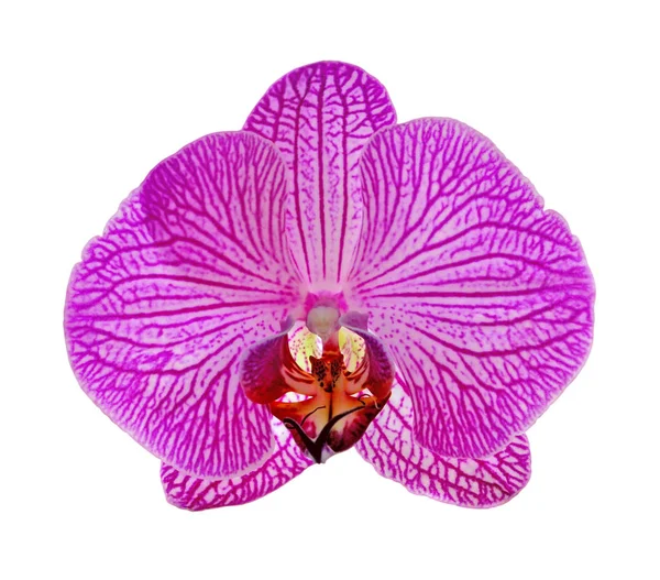 Hermosa orquídea rosa aislada sobre un fondo blanco — Foto de Stock