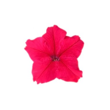 Beyaz arka planda izole edilmiş güzel kırmızı çiçek.