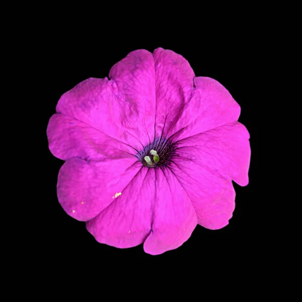 Belle fleur violette isolée sur un fond noir — Photo