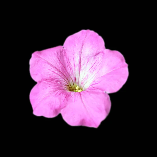 Pale pink flower isolated on a black background — ストック写真