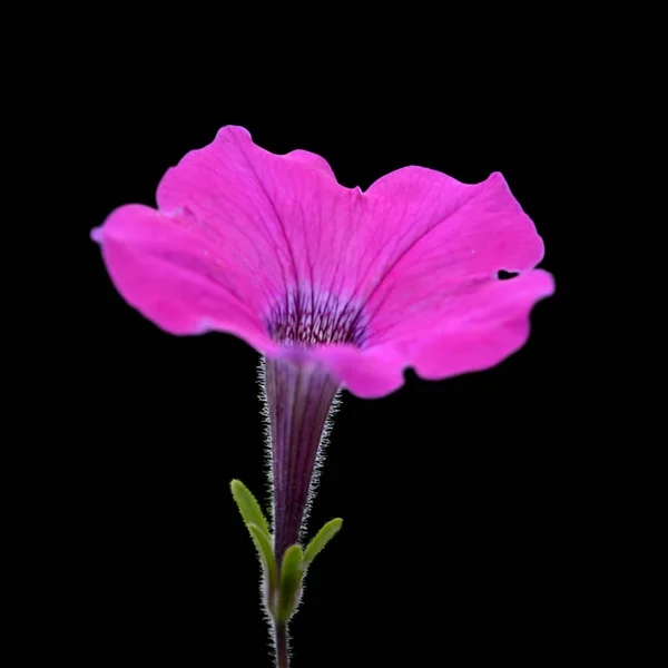 Hermosa flor púrpura aislada sobre un fondo negro — Foto de Stock