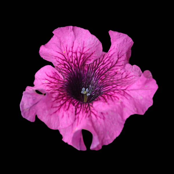黒い背景に隔離された美しい紫色の花 — ストック写真