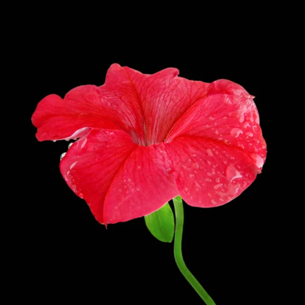 Beautiful red flower isolated on a black background