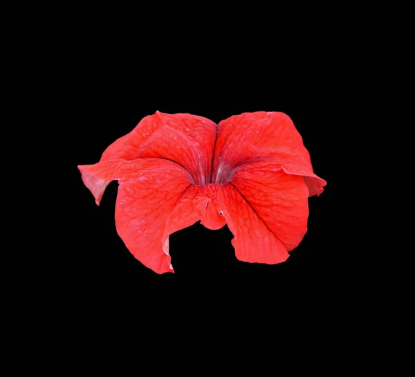 Beautiful red flower isolated on a black background