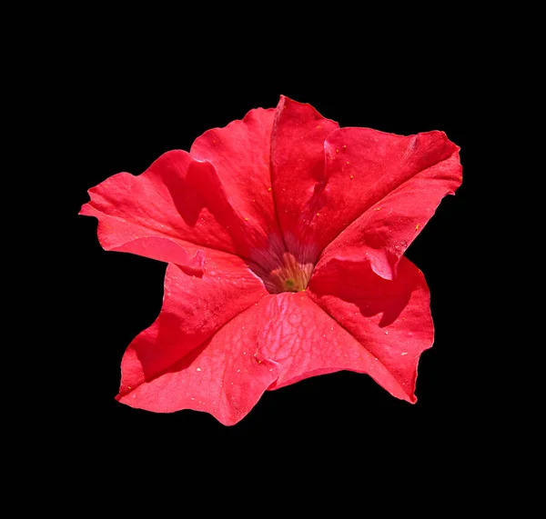 Beautiful red flower isolated on a black background