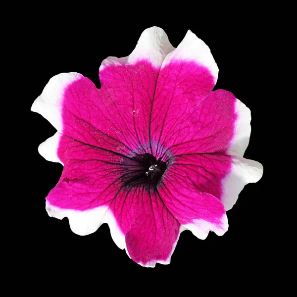 Bellissimo fiore variopinto isolato su uno sfondo nero — Foto Stock