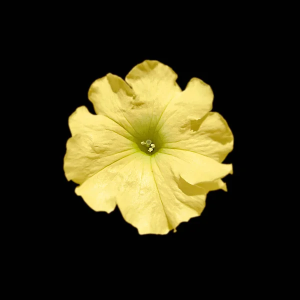 Hermosa flor amarilla aislada sobre un fondo negro — Foto de Stock