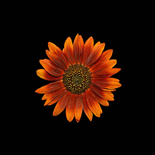 Schöne dekorative Sonnenblume isoliert auf schwarzem Hintergrund — Stockfoto