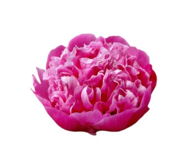 Beyaz bir arka plan üzerinde izole güzel pembe Şakayık çiçeği