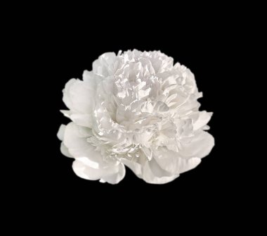 Siyah arka planda beyaz şakayık çiçeği