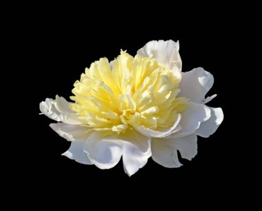 Güzel sarı şakayık, siyah arka planda izole edilmiş.