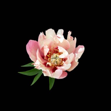 Siyah arka planda izole edilmiş pembe şakayık çiçeği.