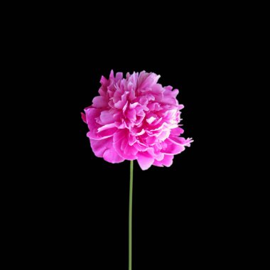 Siyah arka planda izole edilmiş pembe şakayık çiçeği.