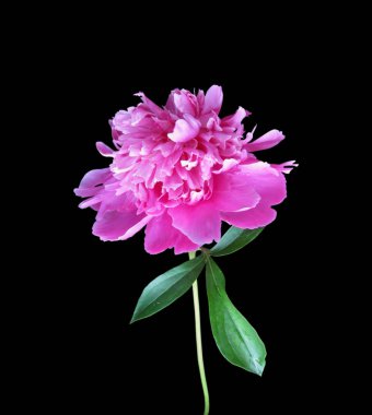 Siyah arka planda izole edilmiş pembe şakayık çiçeği.