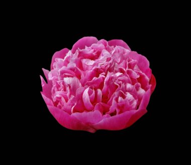 Siyah arka planda izole edilmiş pembe şakayık çiçeği.