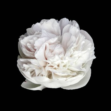 Siyah arka planda beyaz şakayık çiçeği