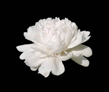 Siyah arka planda beyaz şakayık çiçeği