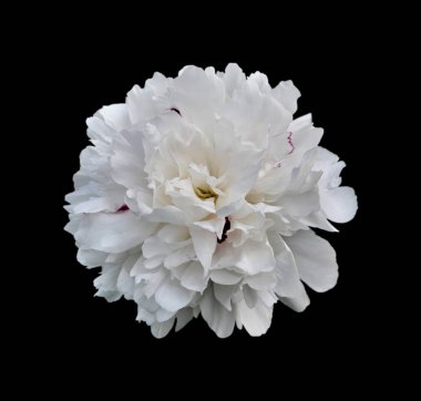 Siyah arka planda beyaz şakayık çiçeği