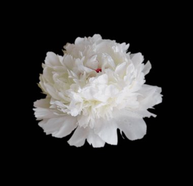 Siyah arka planda beyaz şakayık çiçeği